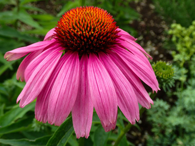 �����ʥ���1