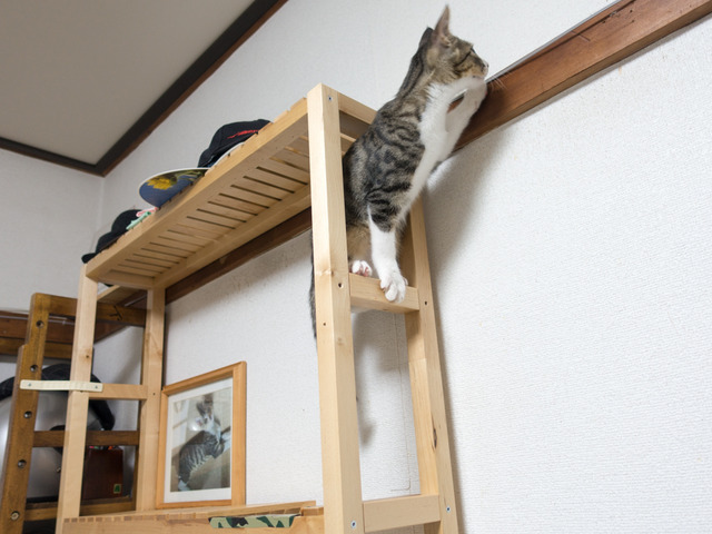 cats21