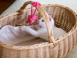 �ߥߤ����12