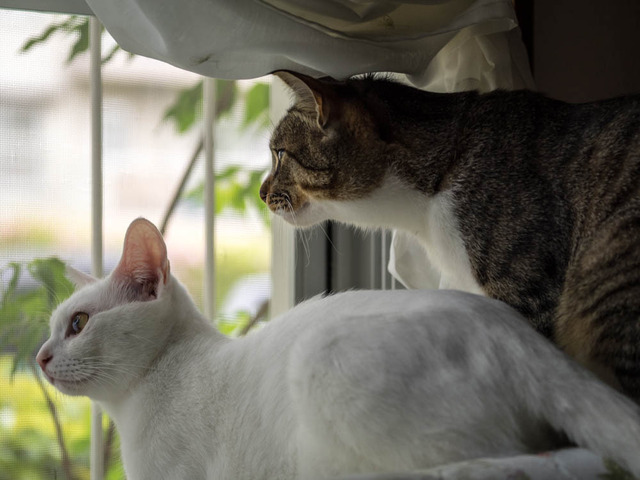 ���ͤ�����01