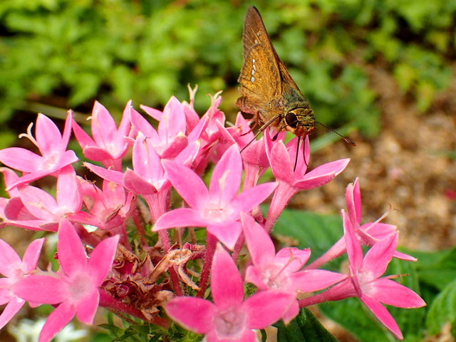 �ڥ󥿥��ȥ�����1