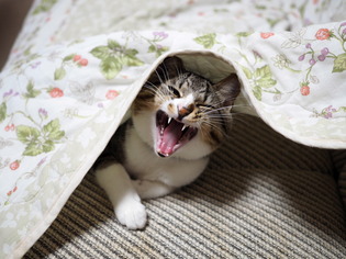 ���ͤ���8