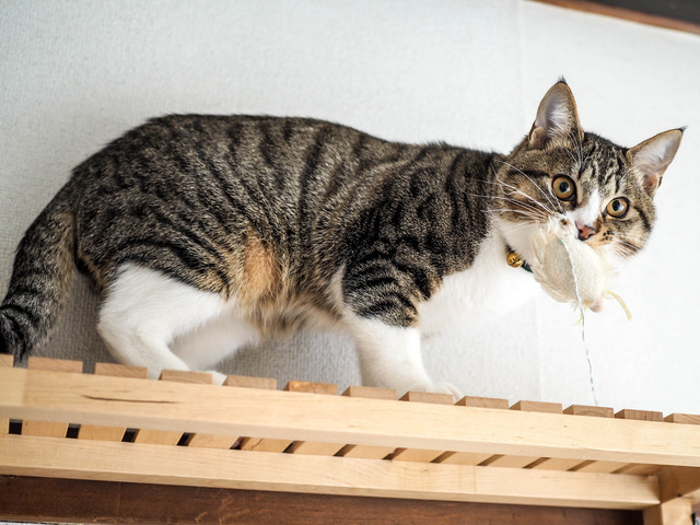 ���ͤ���1