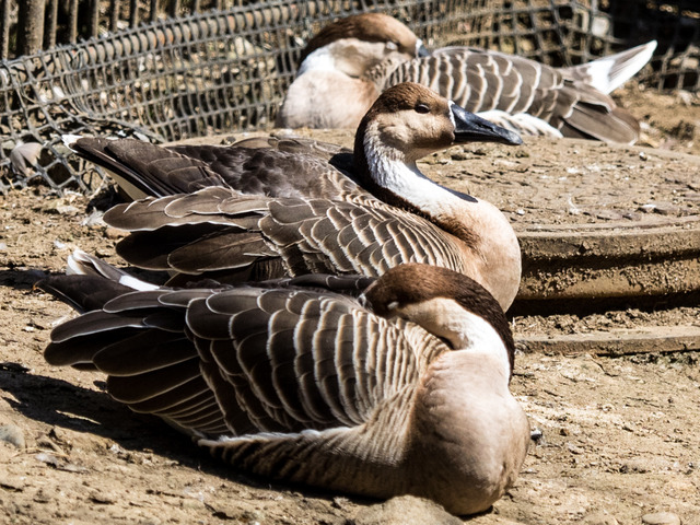 �����׎��ގ�