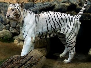 �Ύ܎��Ď������ގ�04