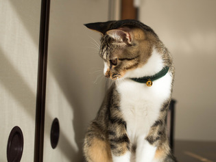 ���ͤ���3