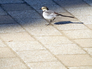 �ʎ������ڎ�2