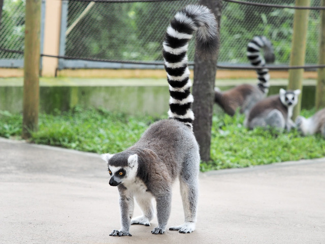 ���Ȏ��ގ�01