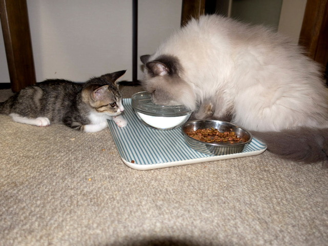 ���ͤ�Τ��4