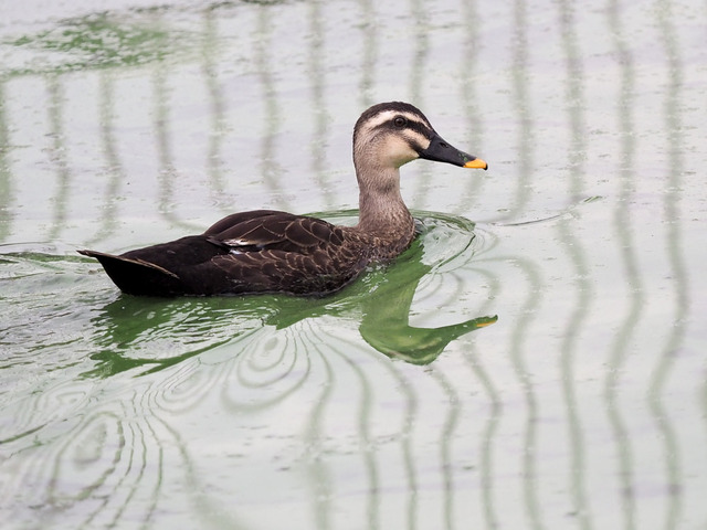 ���َ��ގ�