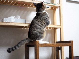 ���ͤ���4