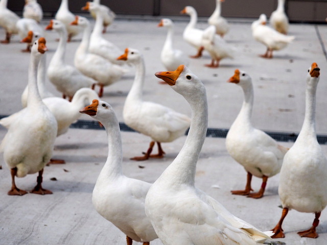 ���ގ�����