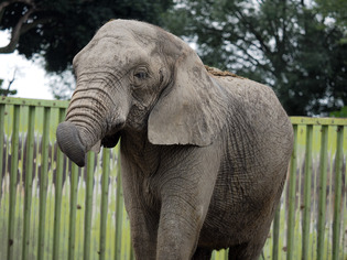 ���̎؎�����01