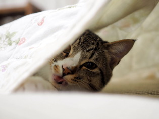 ���ͤ���4