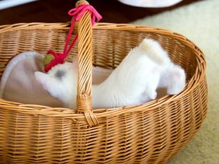 �ߥߤ����11