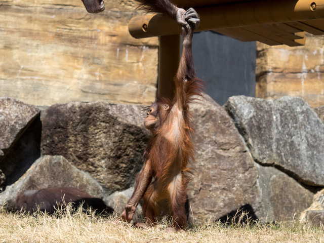 ���׎ݎ�������1