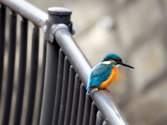 ���܎���11