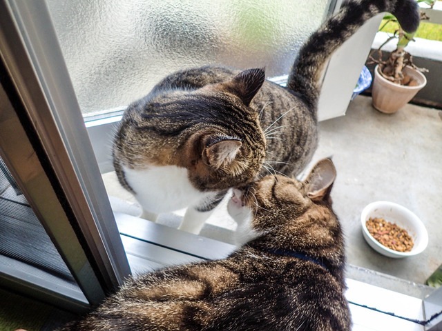 cats306