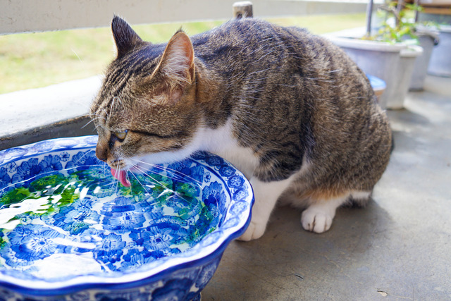 cats284