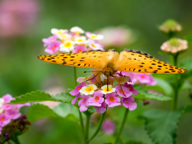 �ώ��ގێˎ����ӎ�1