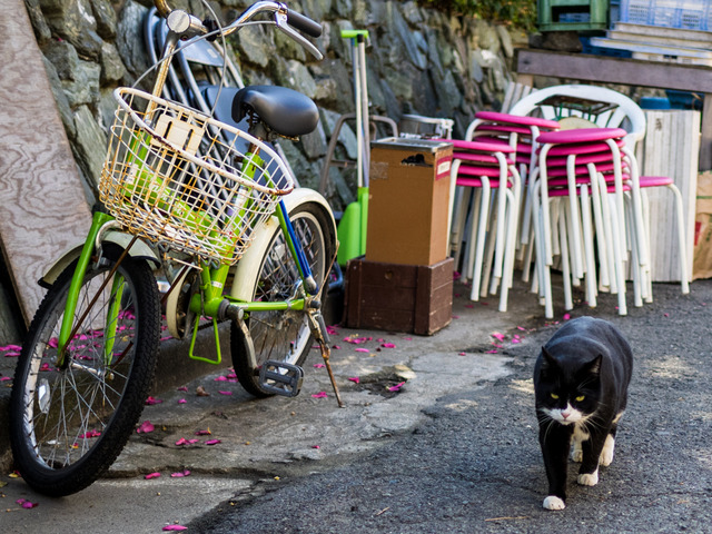 猫1