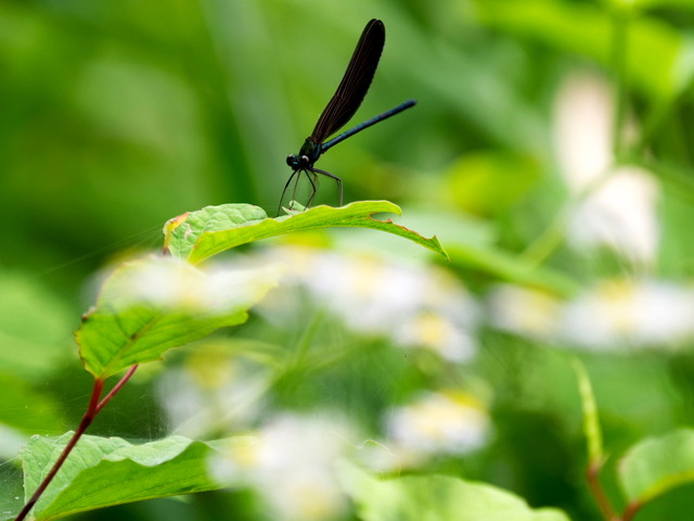 �ʎ��ގێĎݎΎ�4