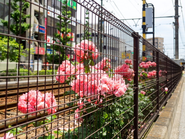 ���Ź�����14