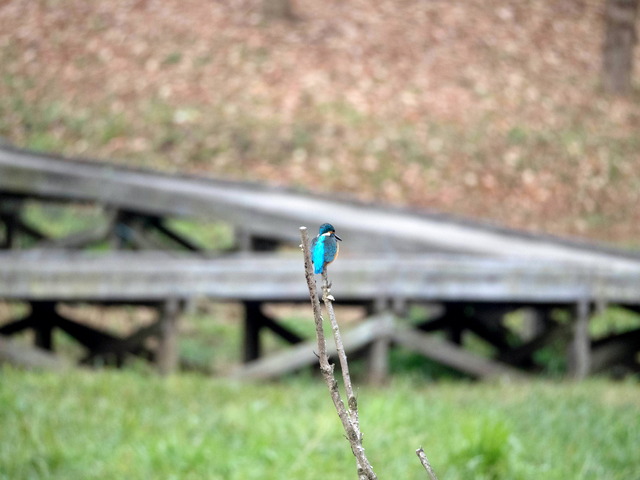 ���܎���19