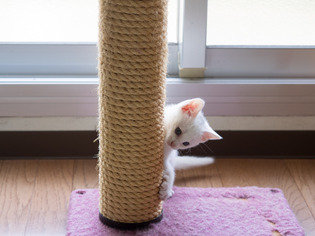 �ߥߤ����3