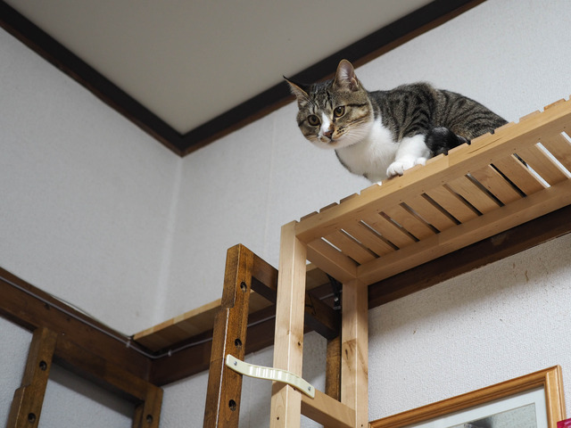 ���ͤ���11