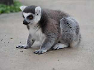 ���Ȏ��ގ�02