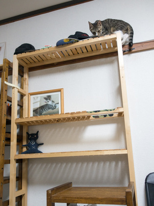 cats07