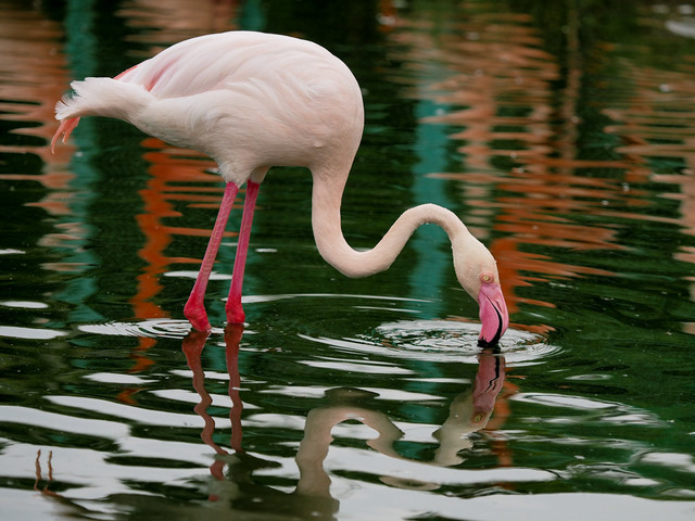 �衼���åю̎׎Ўݎ���