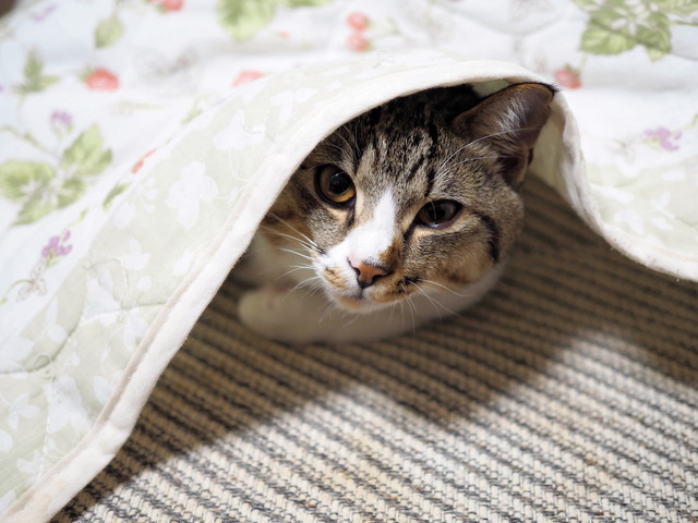 ���ͤ���5