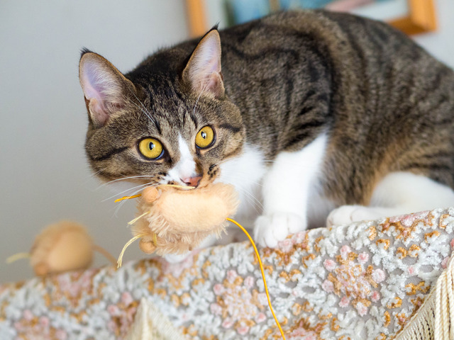 ���ͤ���3