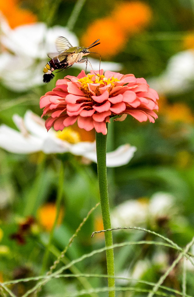 �����������ʎ�1