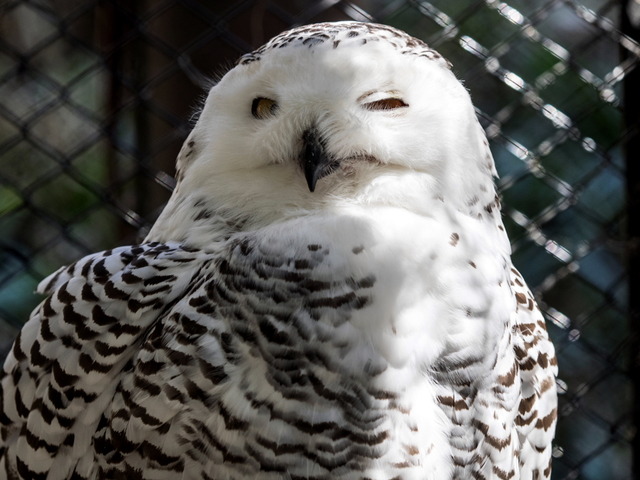 ���ێ̎��ێ�