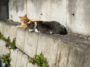 猫5