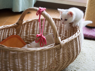 �ߥߤ����10