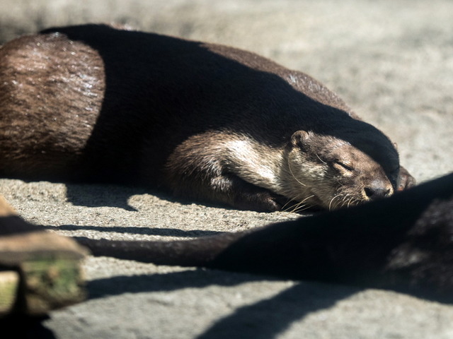 ���܎���