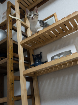 cats03