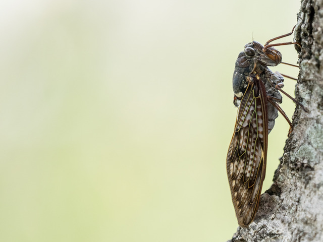 ���̎ގ׎��ގ�2