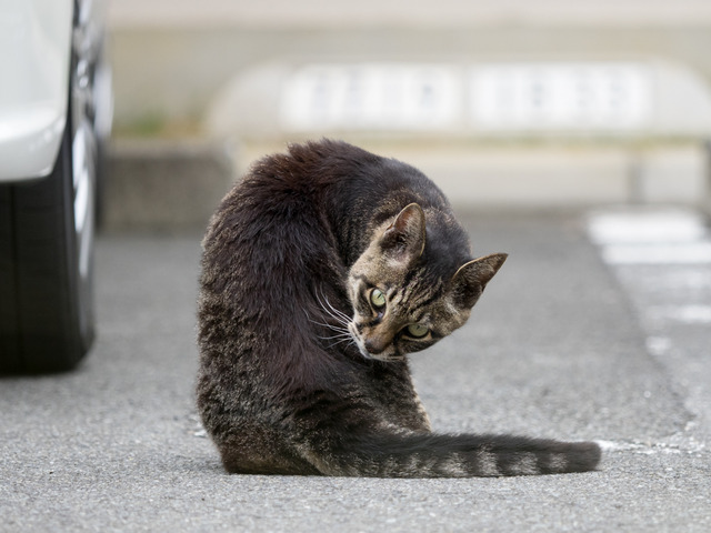 cats34