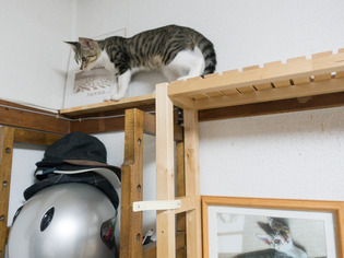 cats16