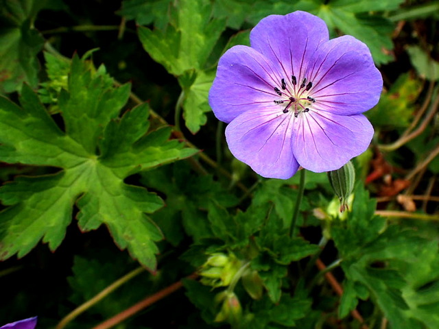 ����Υ��祦��1