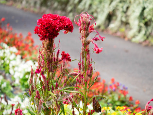 �����Ď�