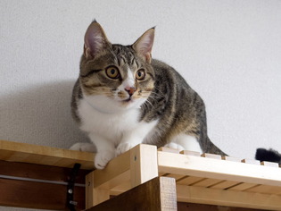 ���ͤ���2