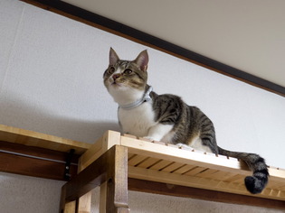 ���ͤ���3