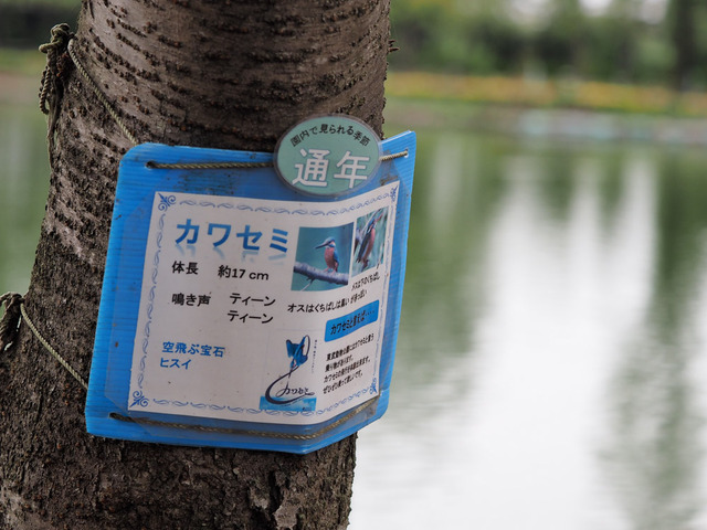 ����ưʪ����12