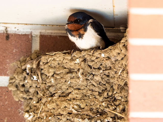 �ʎގҤ���